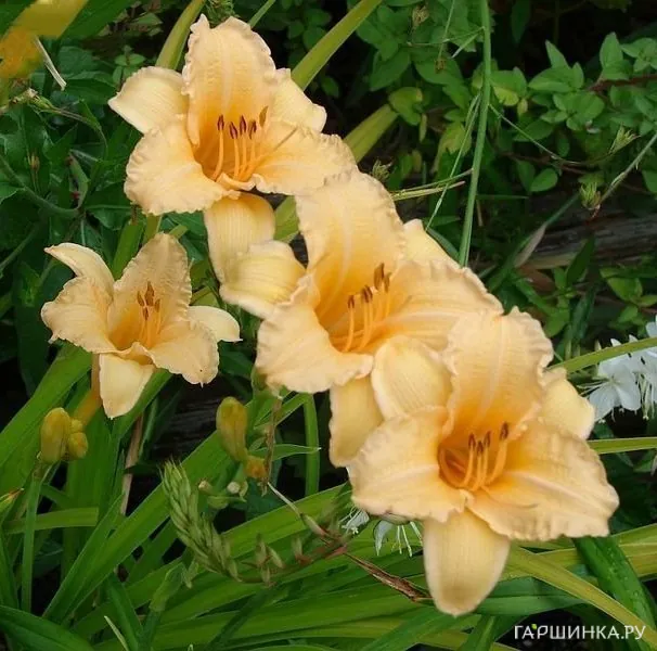 Лилейник Луиза Манелис