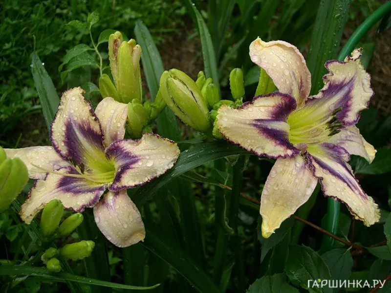 Лилейник Дестинд ту Си