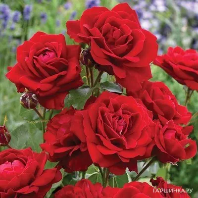 Роза Лили Марлен, Кордес (лиц)