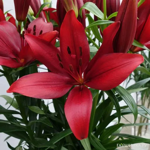 Лилия Корлеоне ЛА-гибрид /2 шт