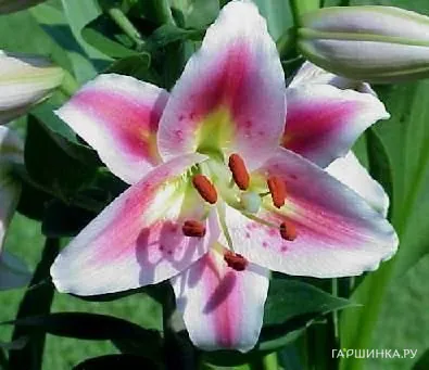 Лилия Анжелика восточная низкорослая/2шт