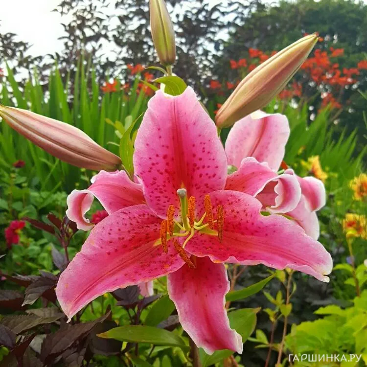 Лилия Энтертейнер восточная низкорослая / 2шт