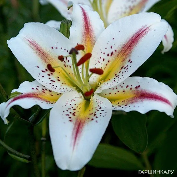 Лилия Арена восточная/2шт