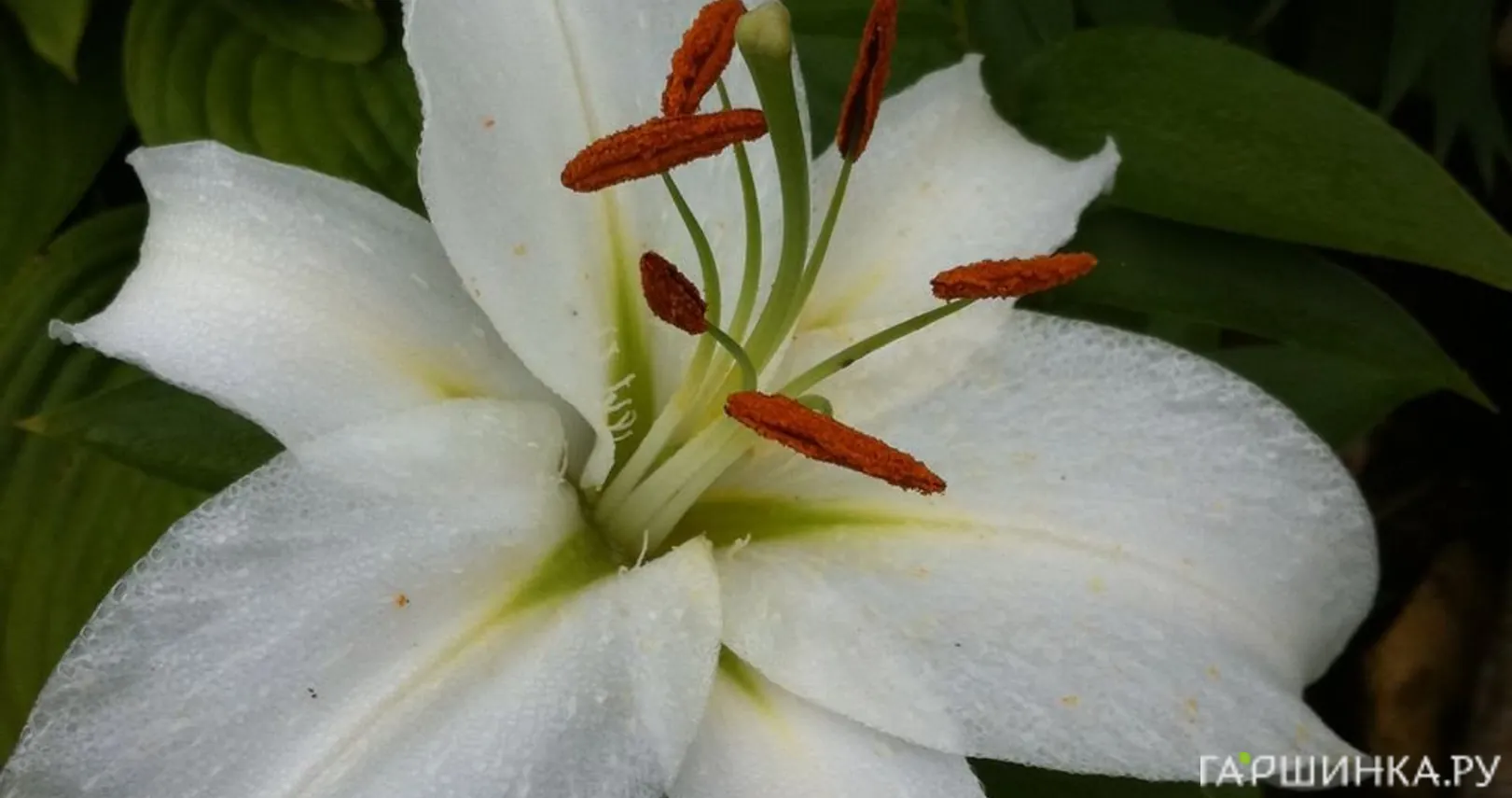 Лилия Замбези ОТ-гибрид белая