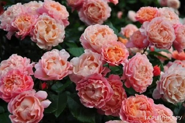 Роза Мари Кюри, Мейян (лиц)