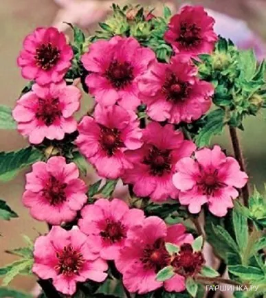 Лапчатка травянистая Мисс Уиллмотт