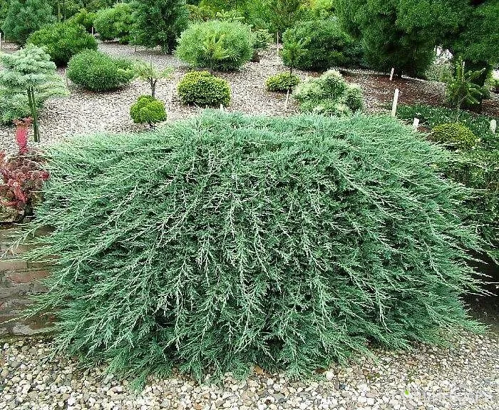 Можжевельник горизонтальный Вилтони