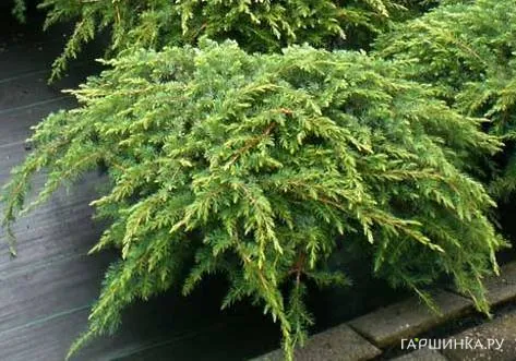 Можжевельник обыкновенный Репанда