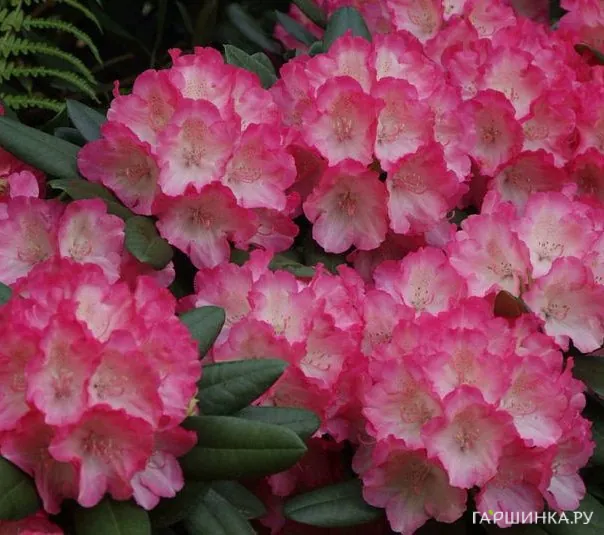 Рододендрон Фантастика