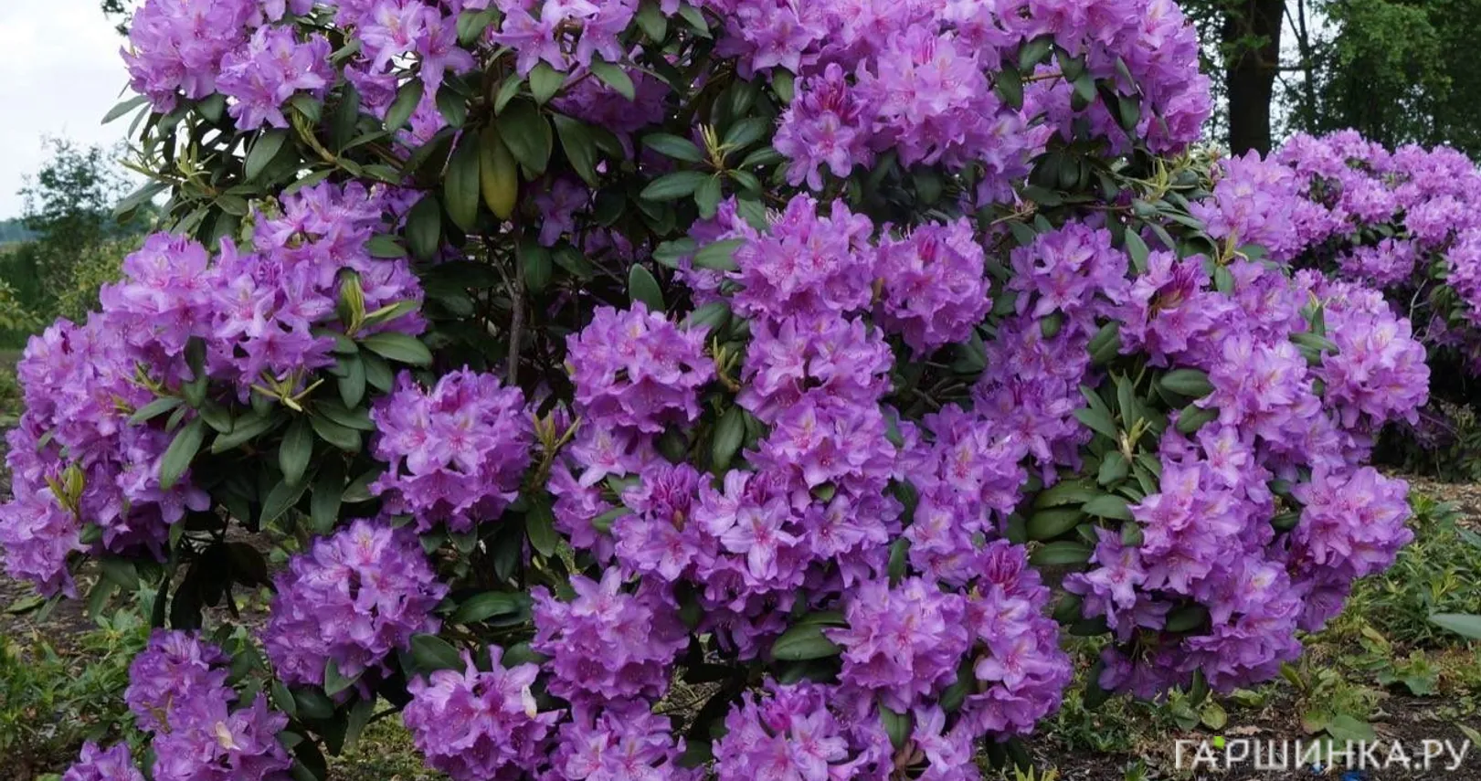 Рододендрон гибридный Катевбинский Грандифлорум