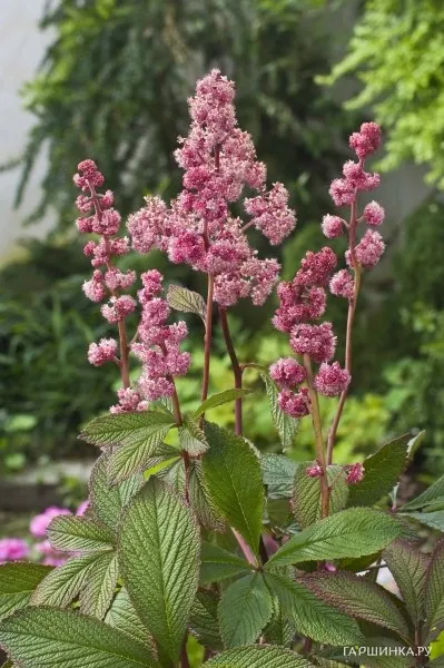 Роджерсия Дарк Покерс перистая