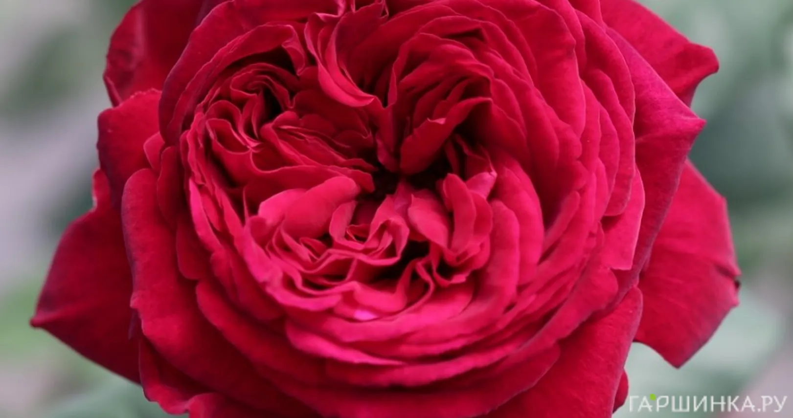 Роза Госпел чайно-гибридная Imperial Rose