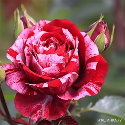 Роза Анри Матисс чайно-гибридная Imperial Rose