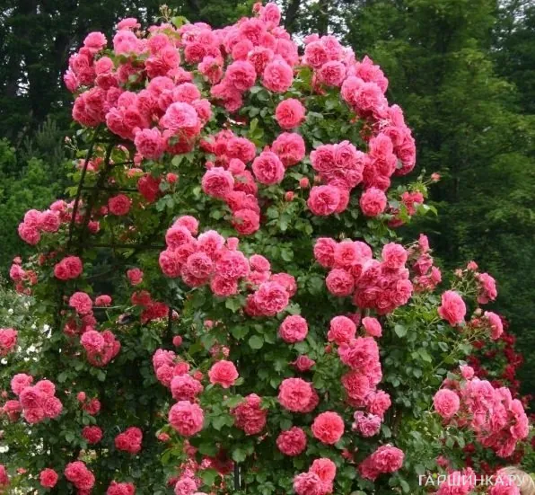 Роза Розариум Ютерсен  плетистая, Тантау (лиц)