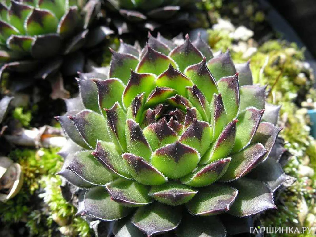 Молодило Рейнхард