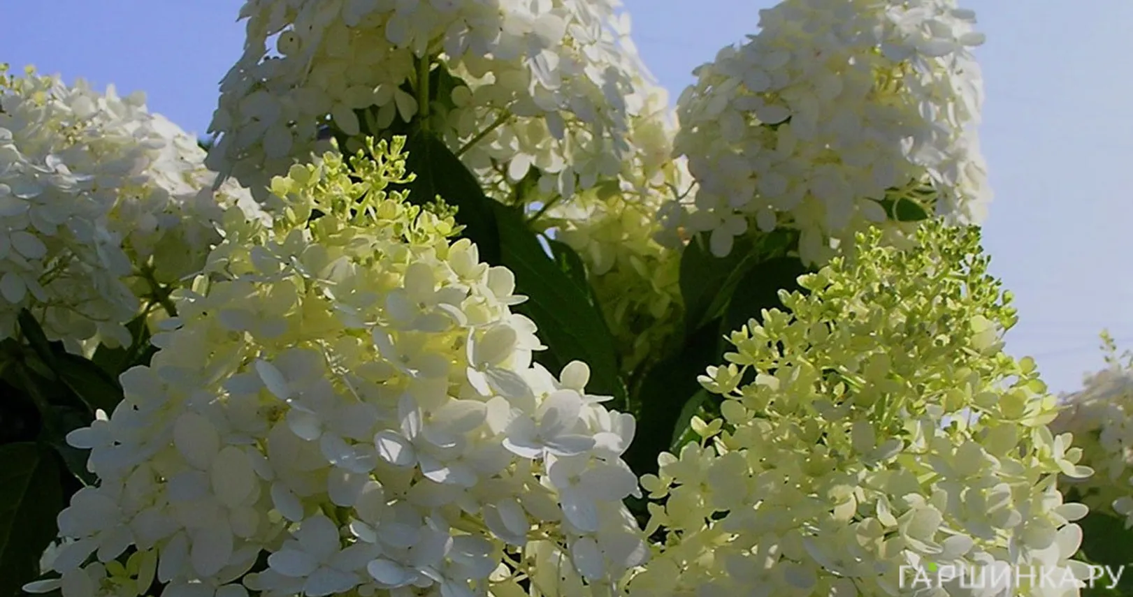 Гортензия Саммер Сноу (Летний снег) метельчатая