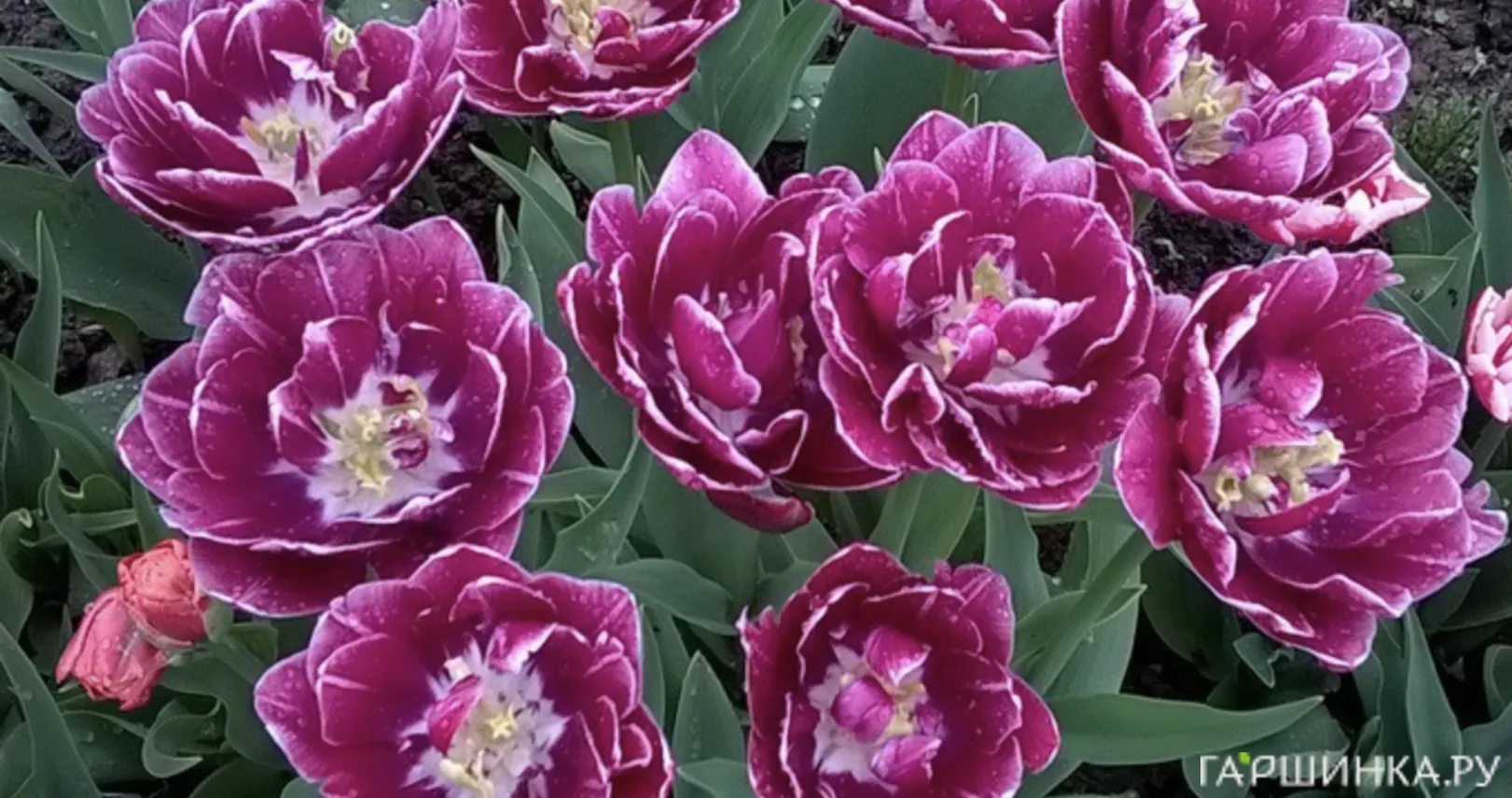 Тюльпан Дрим Тач махровый 2шт