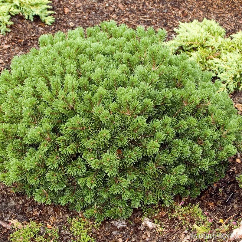 Сосна горная Мопс