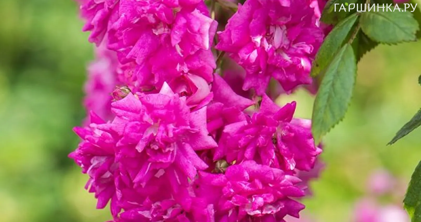 Роза Супер Эксцельза, Кордес (лиц) купить в Москве по низкой цене