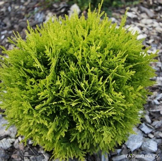 Туя шаровидная Мириам