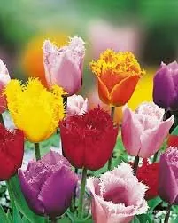 Тюльпаны бахромчатые микс 5шт