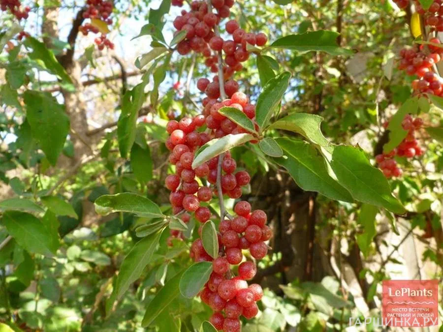 Облепиха Красноплодная