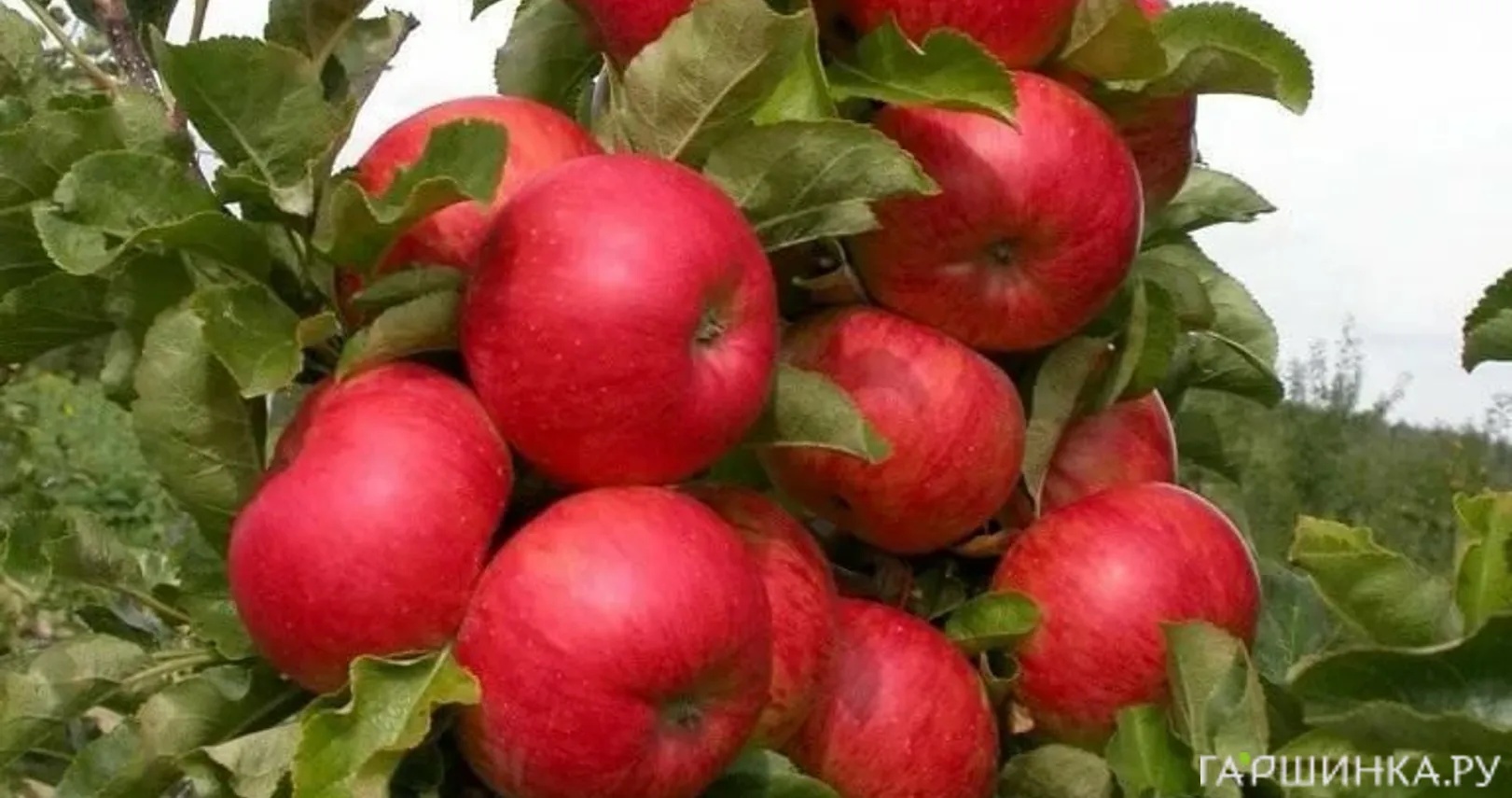 Яблоня Поэзия колоновидная