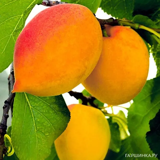 Абрикос Академик сеяный