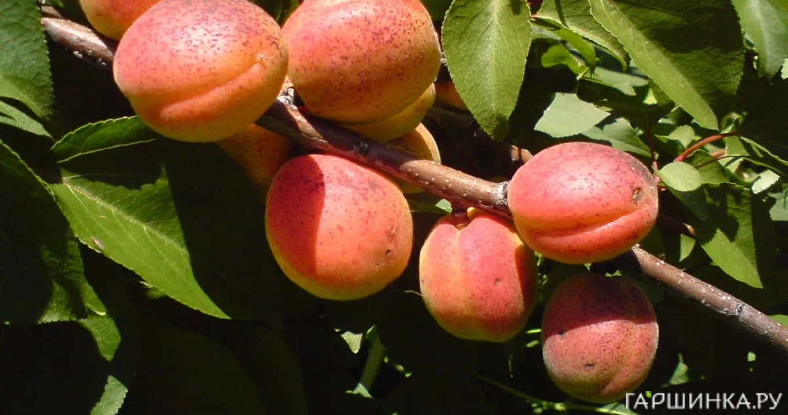 Абрикос Алеша сеяный