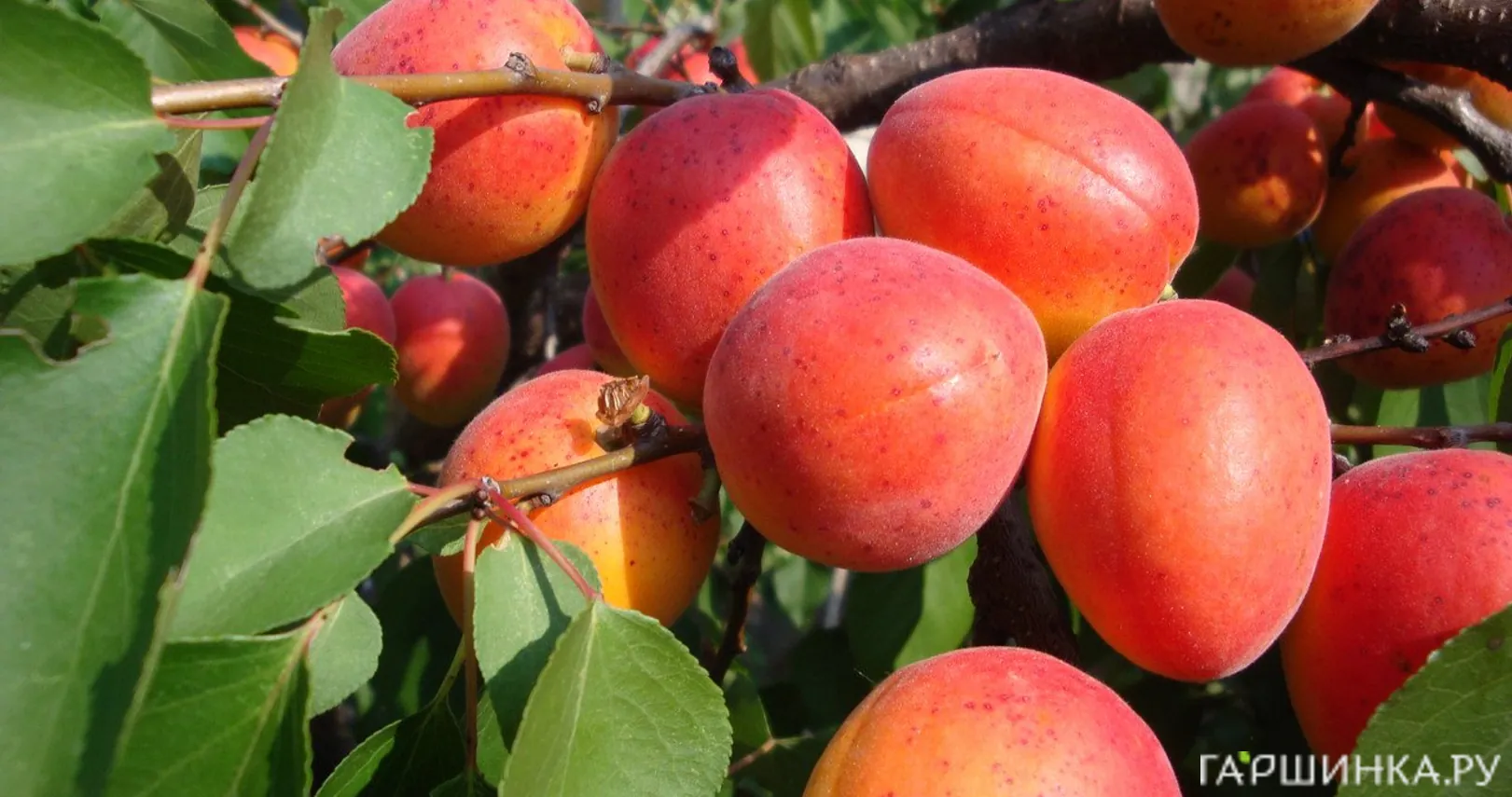 Абрикос Краснощекий сеяный