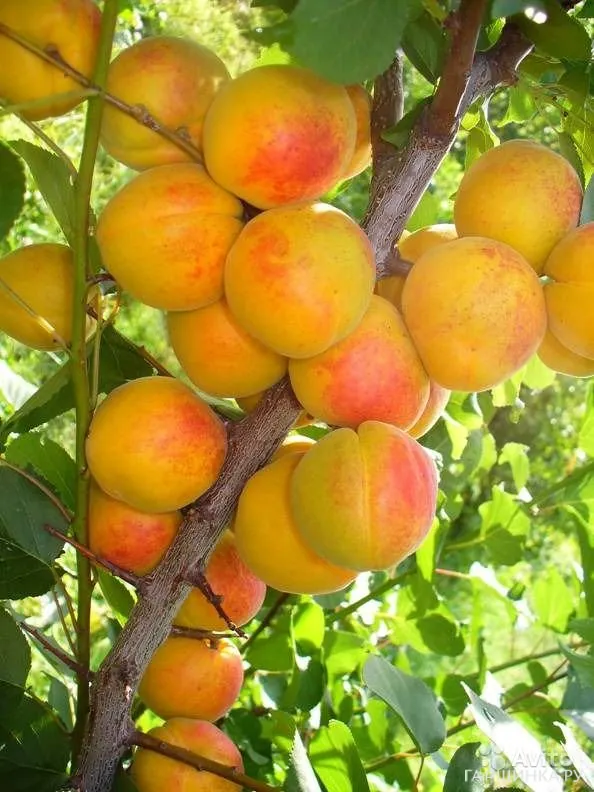 Абрикос Успех сеяный