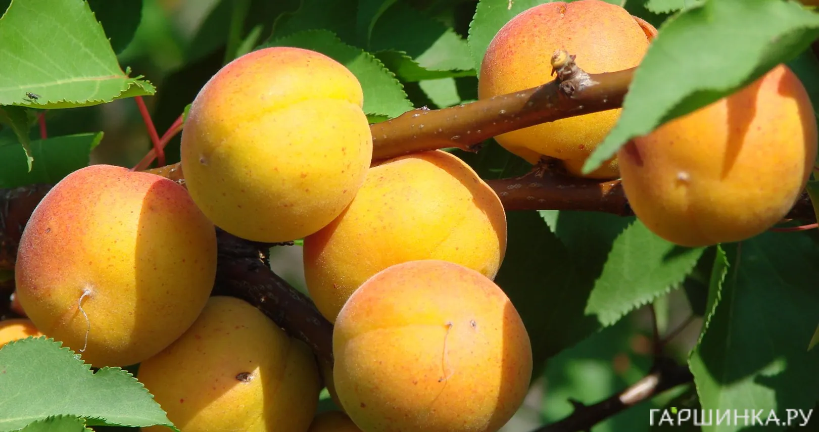 Абрикос Водолей сеяный