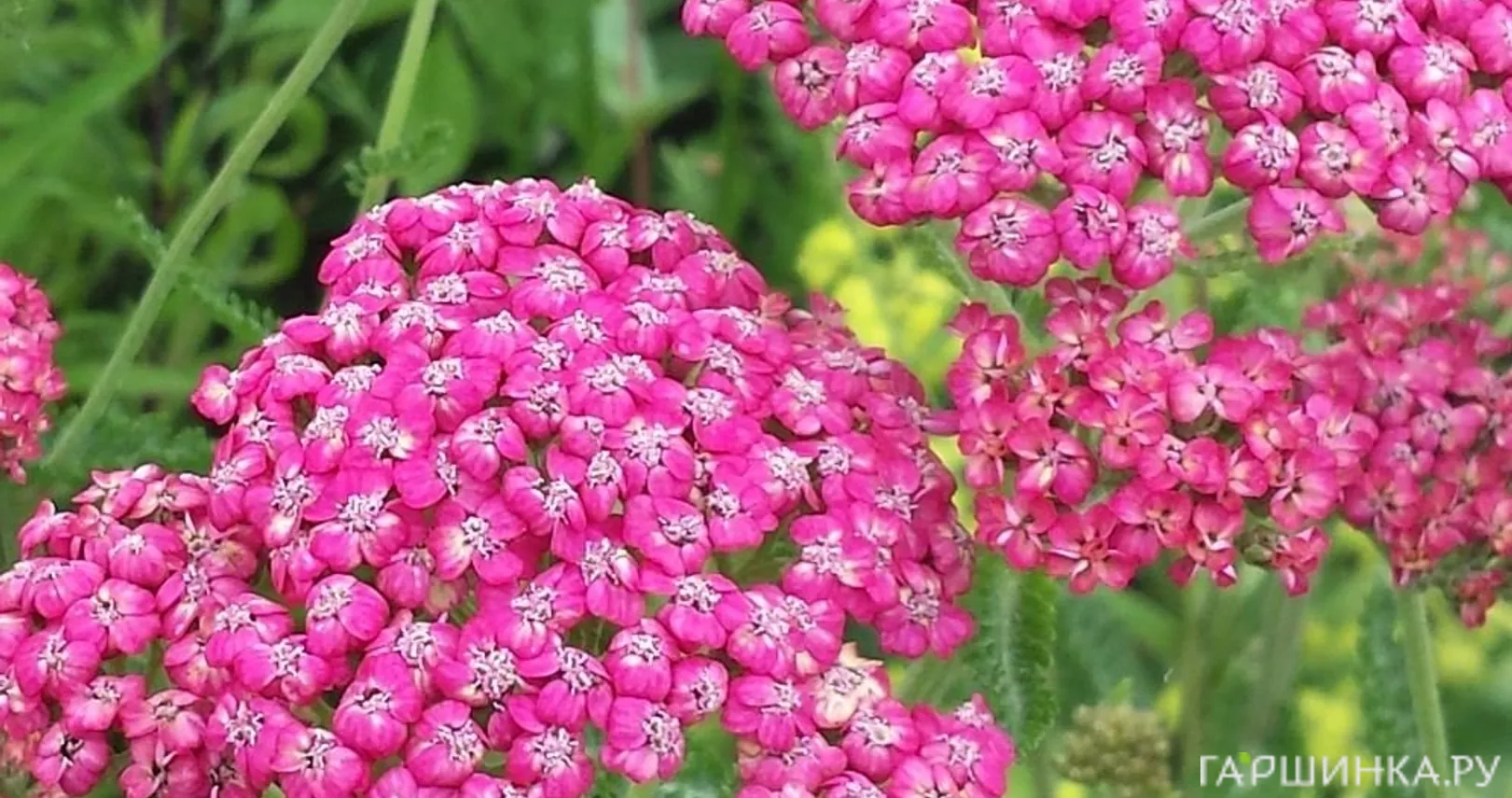 Тысячелистник Сериз Куин