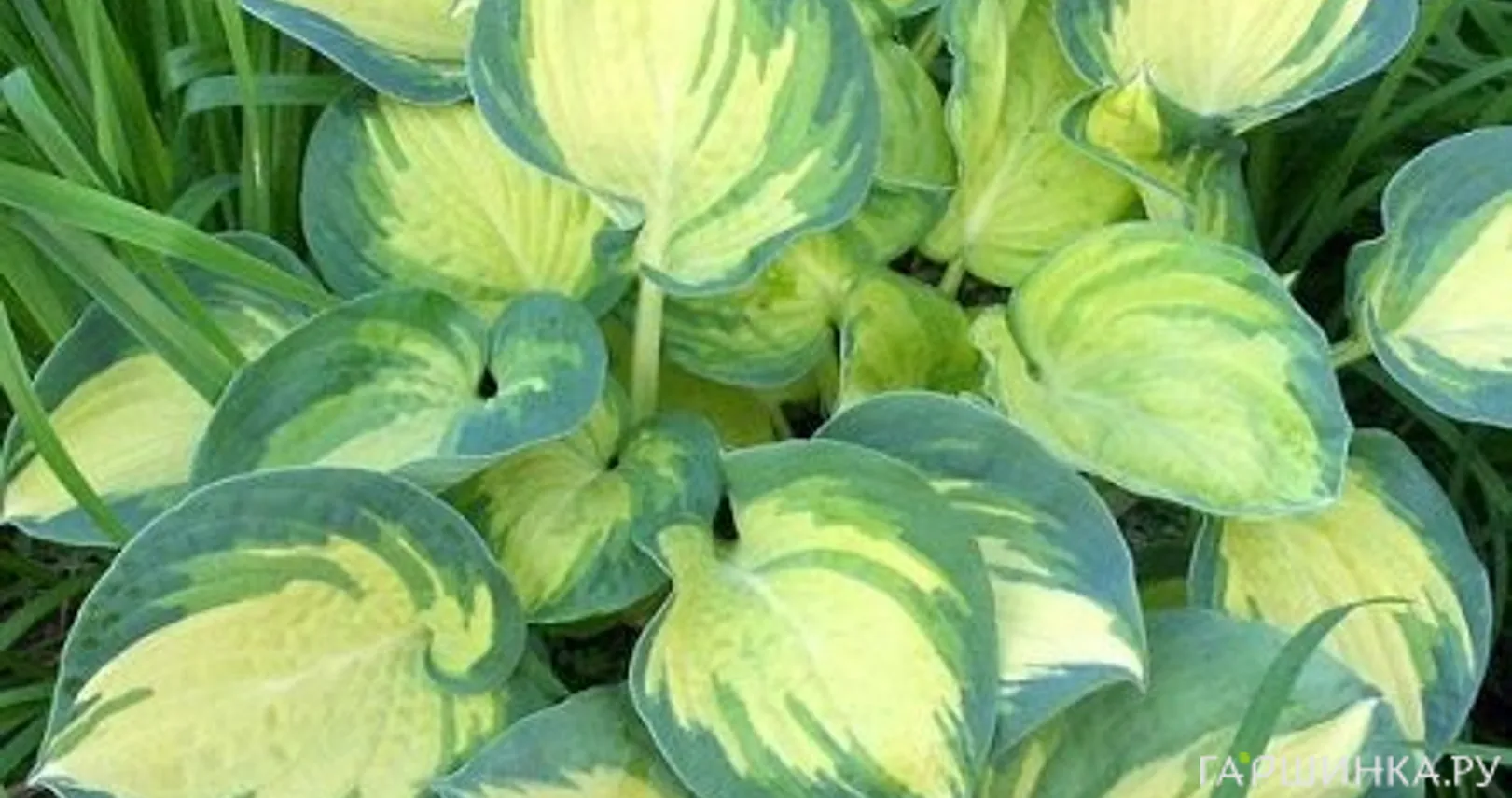 Хоста Бич Бой (ML)