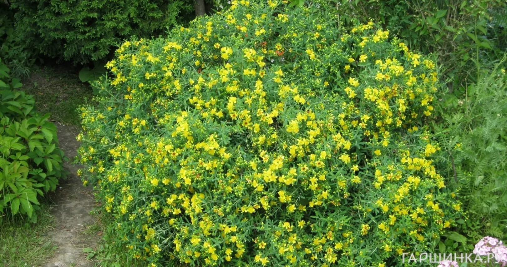 Зверобой Хидкот