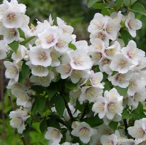 Чубушник Необычный