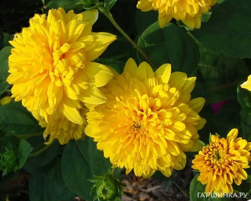 Гелиантус (подсолнечник) Лоддон Голд