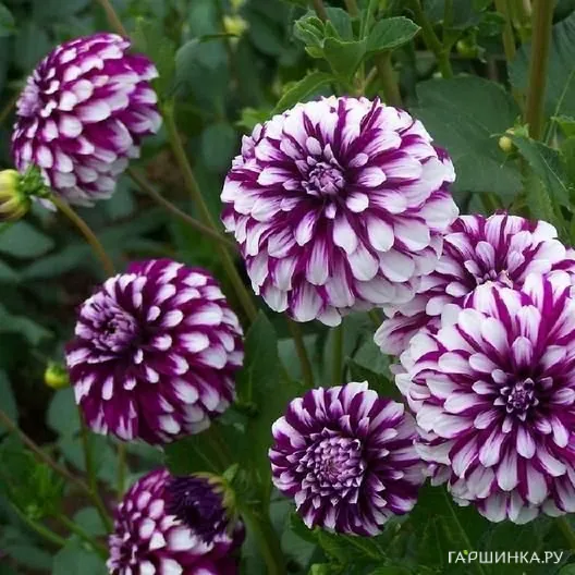 Георгина Эдинбург декоративная