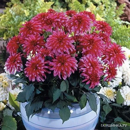 Георгина Геллери Арт Нуво бордюрная