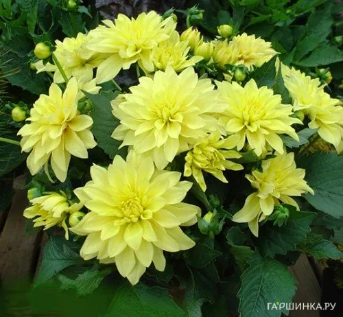 Георгина Геллери Пинто бордюрная