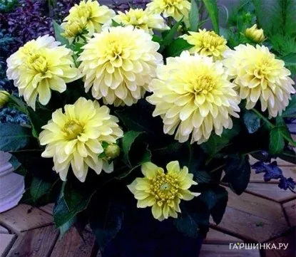 Георгина Геллери Серенада бордюрная