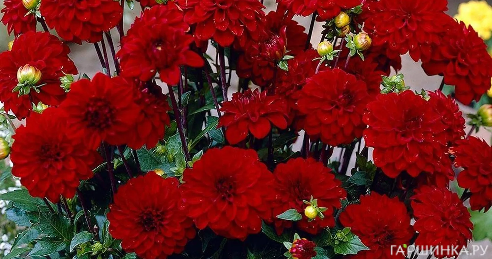 Георгина Геллери Зингер бордюрная