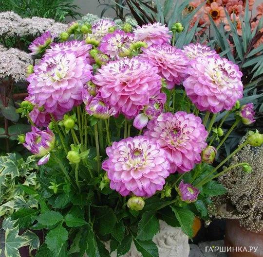 Георгина Мелоди Дикси бордюрная