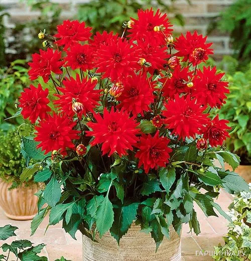 Георгина Ред Пигми бордюрная