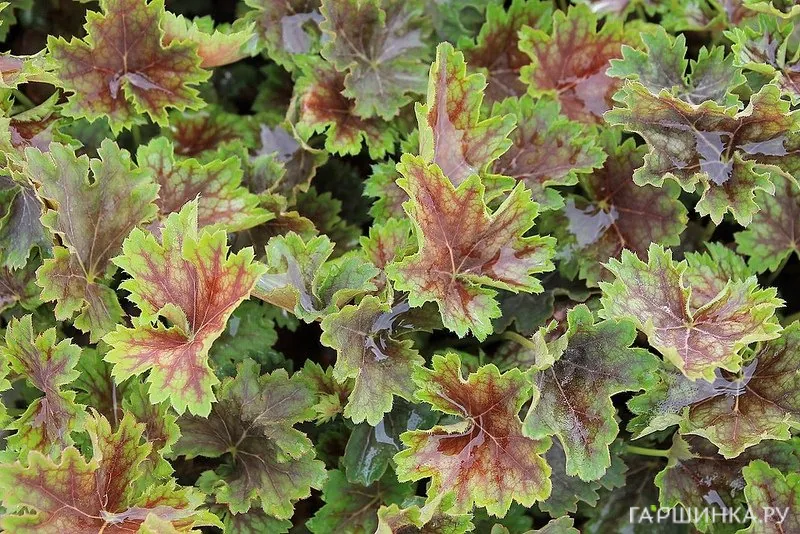 Гейхера Марвелос Марбл