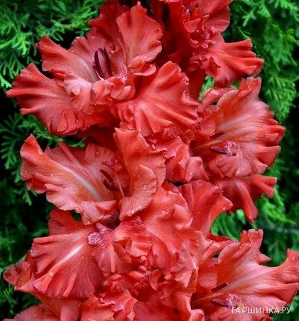 Гладиолус Большое искушение