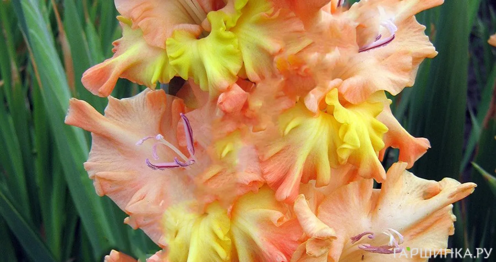 Гладиолус Солнечный День