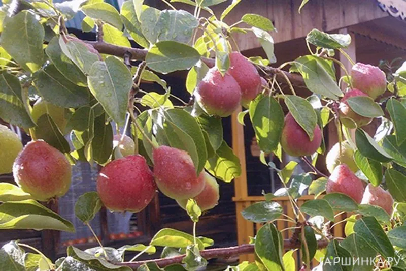 Груша Каратаевская