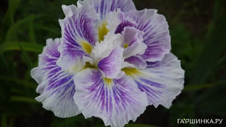 Ирис мечевидный Арлекинеск