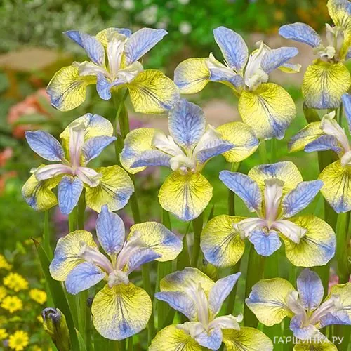 Ирис сибирский Типпед ин Блю